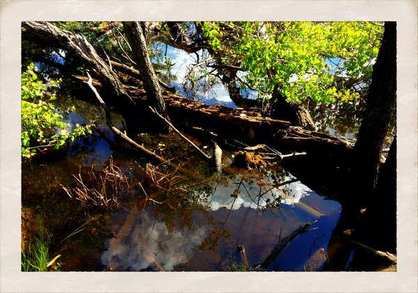 Walk to Cayno School : Slough, East Side of Cayno Road [1 of 2]