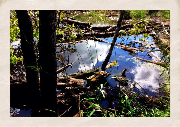 Walk to Cayno School : Slough, East Side of Cayno Road [2 of 2]