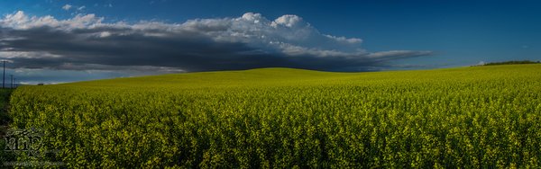 July 11, 2013 : Canon Powershot D20 Test : Stitched Pano : Canola