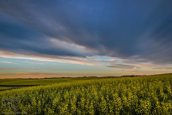 Dusk : July 12, 2013 : Canola Canoodling