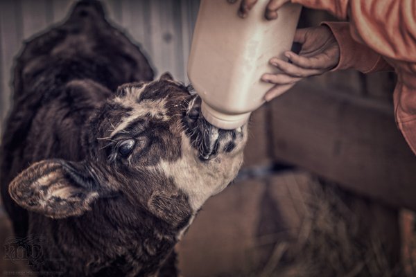 July 27, 2013 : Morning Chores : Bottoms Up