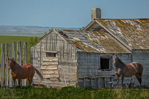 Osborne Homestead : July 2013 : Horsing Around