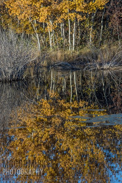 Autumn 2013 : Panning for Gold