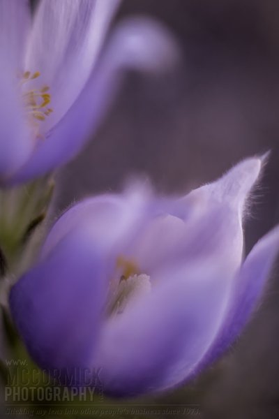 Crocuses 2014 : Closed In