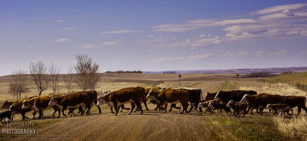 Cattle Move 2014 : Why Did the Chicken Cross the Road?
