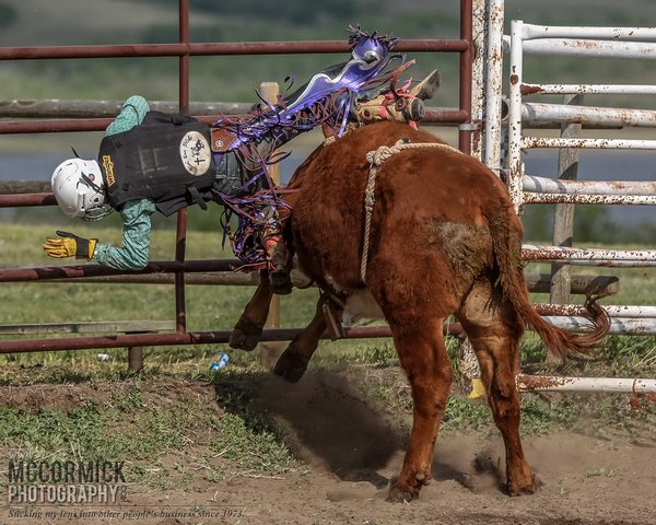 Gooseberry Lake : 4-H Rodeo 2014 : So this cowboy rides his steer into a bar and...