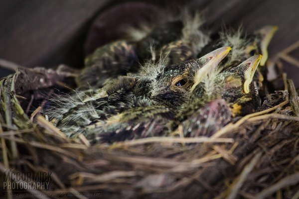 Bird Watch 2014 : Baby Robins In Our Yard