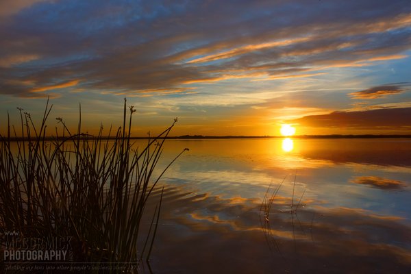 Fox Lake 2014 : In the Weeds