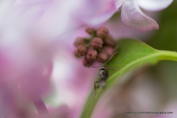 Evening Walk : 2015-05-30 : Purple Lilacs 8 of 9