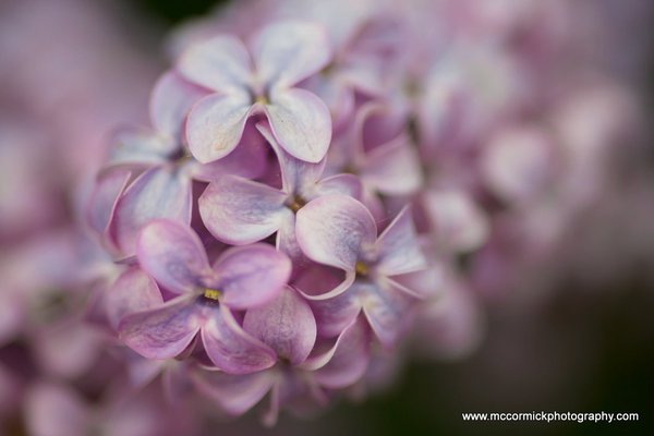 Evening Walk : 2015-05-30 : Purple Lilacs 7 of 9