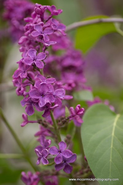 Evening Walk : 2015-05-30 : Purple Lilacs 6 of 9