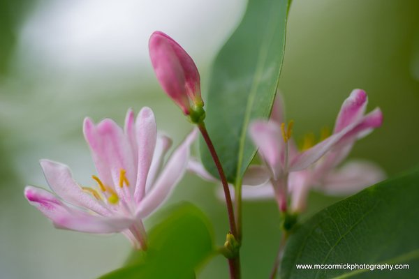 Evening Walk : 2015-05-30 : Honeysuckle 2 of 2