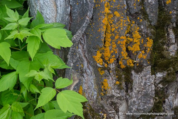 Evening Walk : 2015-05-30 : Bark, Leaves, & Lichen