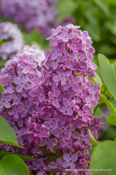 Evening Walk : 2015-05-30 : Purple Lilacs 5 of 9