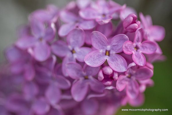 Evening Walk : 2015-05-30 : Purple Lilacs 4 of 9