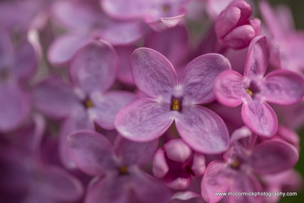 Evening Walk : 2015-05-30 : Purple Lilacs 3 of 9
