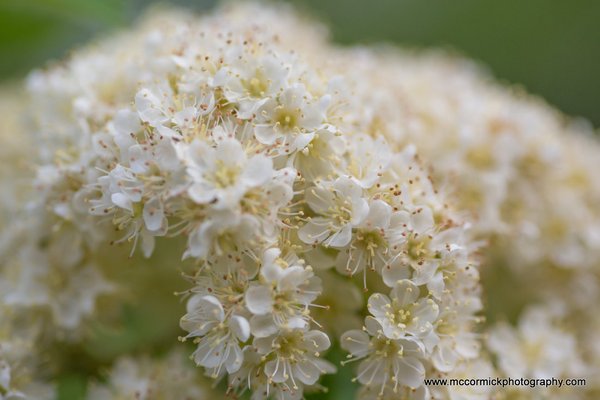 Evening Walk : 2015-05-30 : Mayflower 2 of 2
