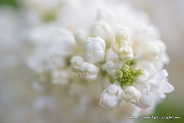Evening Walk : 2015-05-30 : White Lilacs