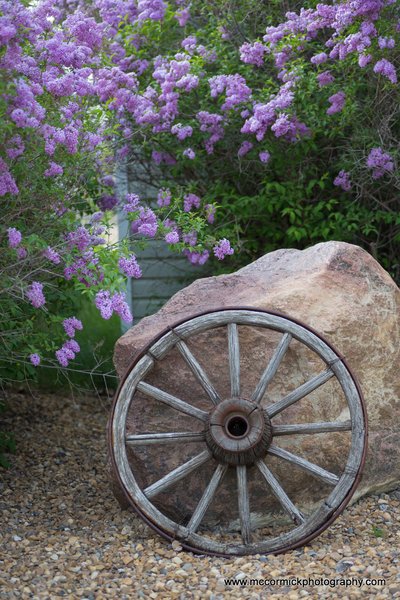 Evening Walk : 2015-05-30 : Purple Lilacs 9 of 9