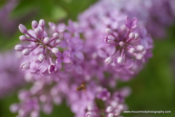 Evening Walk : 2015-05-30 : Purple Lilacs 2 of 9