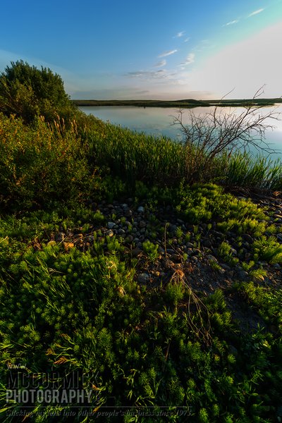 Prairie Oasis : 2015-06-06 : The Sweet Light 3 of 3