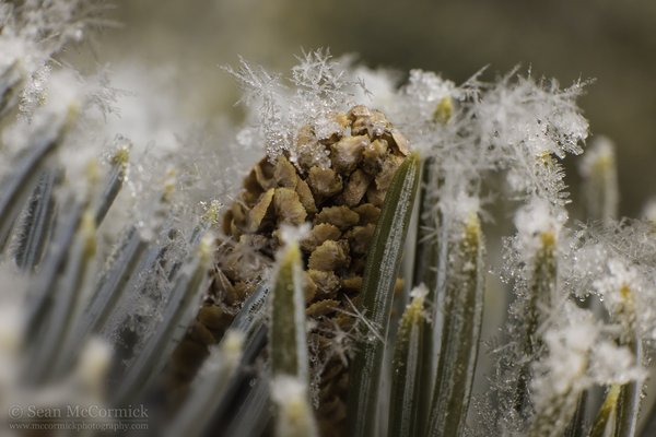 Sitting on Pines & Needles [1 of 4]