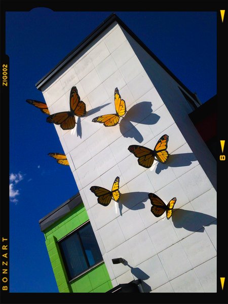 Fluttering by the butterflies, Downtown, Salmon Arm, BC, 2024-07-12