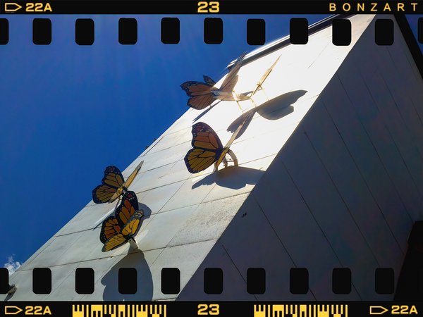 Flying free, Downtown, Salmon Arm, BC, 2024-07-12