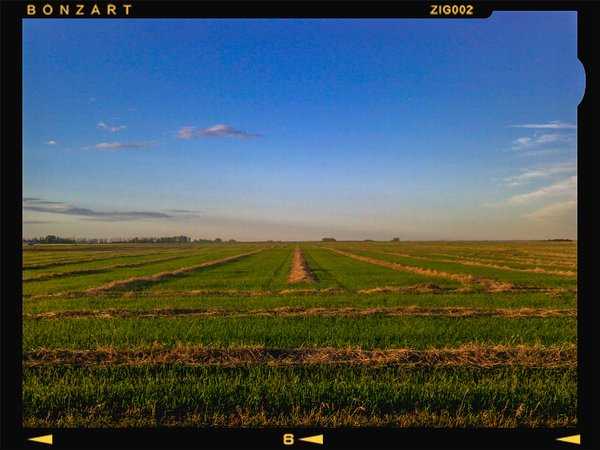 Came a cropper, Wheatland County, 2024-09-18