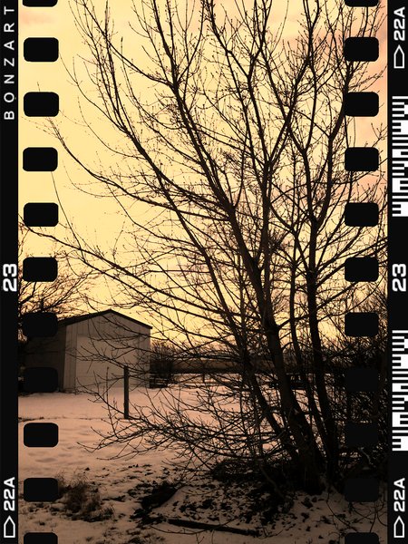 Trees, Nightingale Hall, Nightingale, Alberta, 2024-02-25
