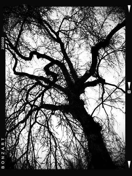 Some men go through a forest and see no firewood, Lambert Park, Strathmore, Alberta, 2024-02-28