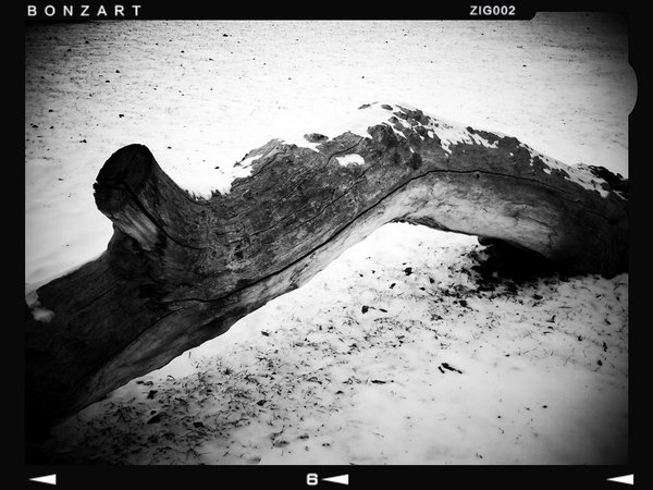 When the tree is fallen, all go with their hatchet, Lambert Park, Strathmore, Alberta, 2024-02-28