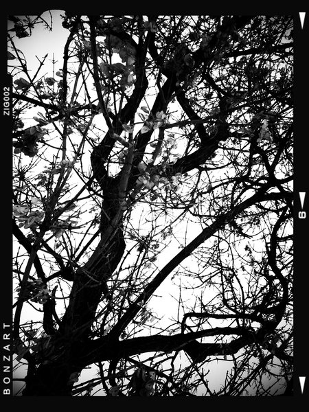 Trees are poems that Earth writes upon the sky, Lambert Park, Strathmore, Alberta, 2024-02-28