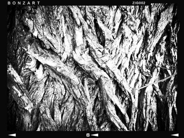 And let the bark grow over it, Lambert Park, Strathmore, Alberta, 2024-02-28