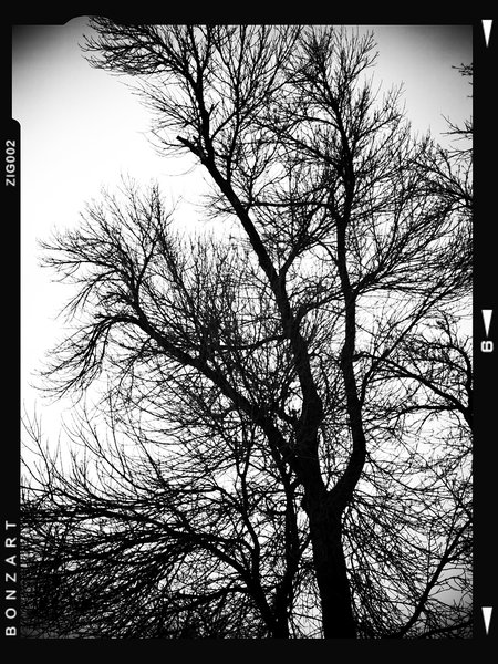 Time spent amongst trees is never wasted time, Lambert Park, Strathmore, Alberta, 2024-02-28
