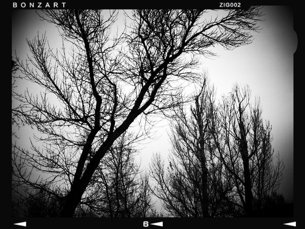 Trees give peace to the souls of men, Lambert Park, Strathmore, Alberta, 2024-02-28