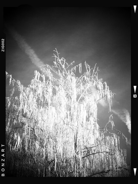 But the chemtrail, Portrait, Thornbriar Green, Strathmore, Alberta, 2024-03-07