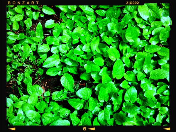 Green something somethings, My Backyard, Strathmore, Alberta, 2024-05-20