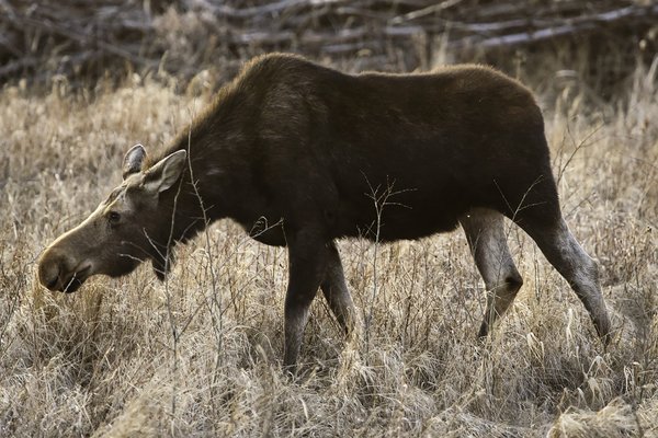 Moose on the Loose, Apr 22, 2020