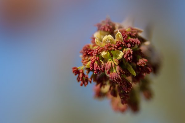 Signs of Life: Maple Nipped in the Bud