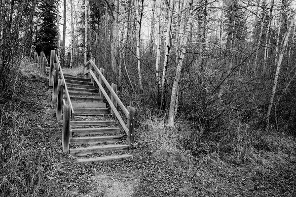 Stairs in the Woods