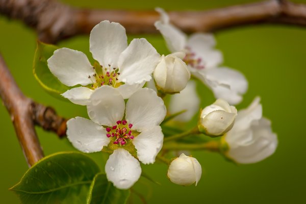 Apple Blossoms, May 18, 2020 (1 of 2)