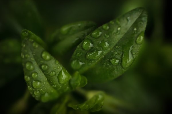 Eat Your Greens (Landscape)