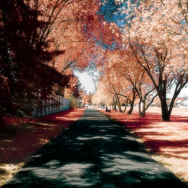 Walking Trail in Faux Infrared