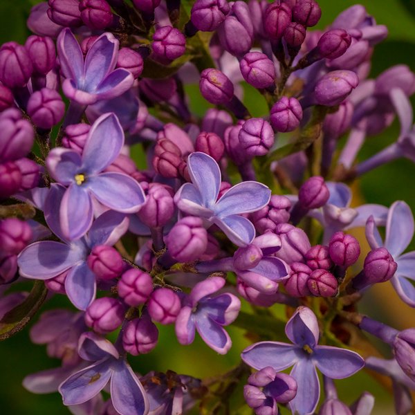 Even More Lilacs