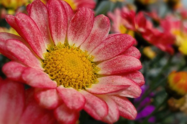 Daisy Do, Main Street, Barrhead, Alberta, June 21, 2020