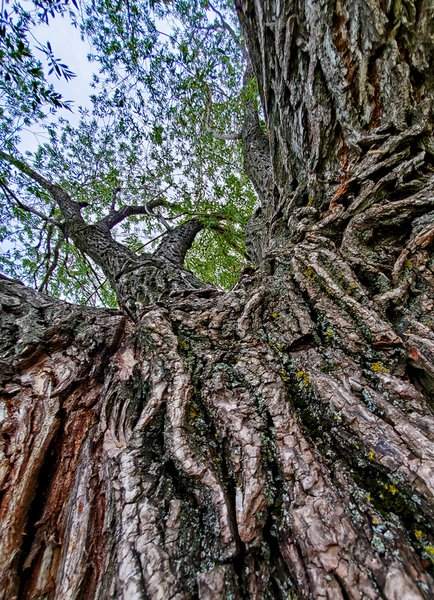 Treebeard's Crotch, Barrhead Composite High School, Barrhead, Alberta, June 27, 2020