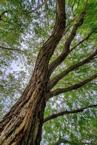 Branching Out, Barrhead Composite High School, Barrhead, Alberta, June 27, 2020