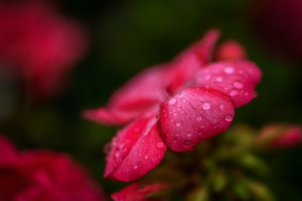 Rain on the Flowers 1 of 3, Barrhead, Alberta, July 01, 2020