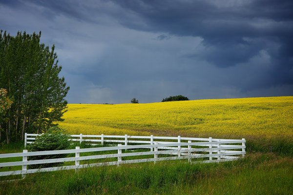Storm Over Canola Field, Hwy 20 Near Bentley, AB, 2020-07-13